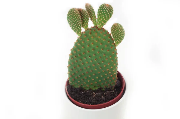 Planta Tropical Cactus Cactus — Foto de Stock