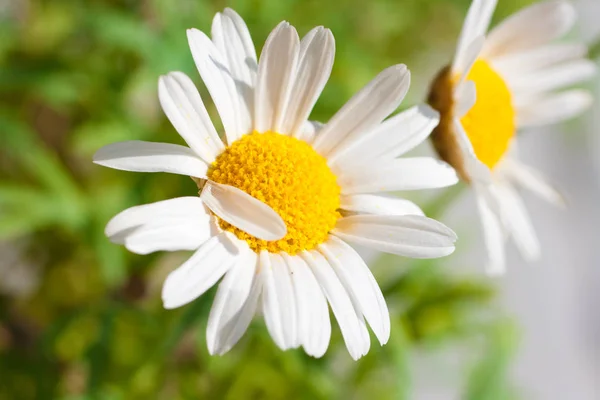 Daisy Full Bloom — Foto de Stock