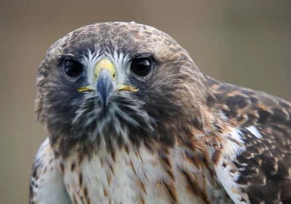 Pittoresco Tiro Tema Uccello — Foto Stock