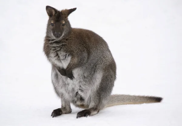 Schattig Kangoeroe Dier Australisch Zoogdier — Stockfoto