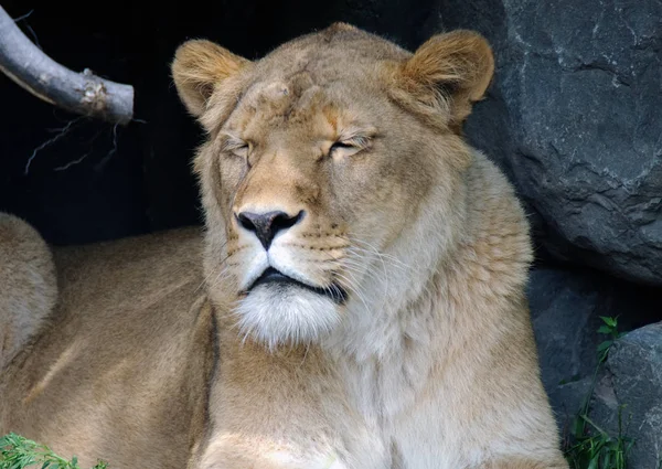 Leone Femmina Predatore Gatto Selvatico — Foto Stock