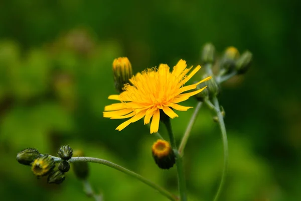 Krásný Botanický Záběr Přírodní Tapety — Stock fotografie