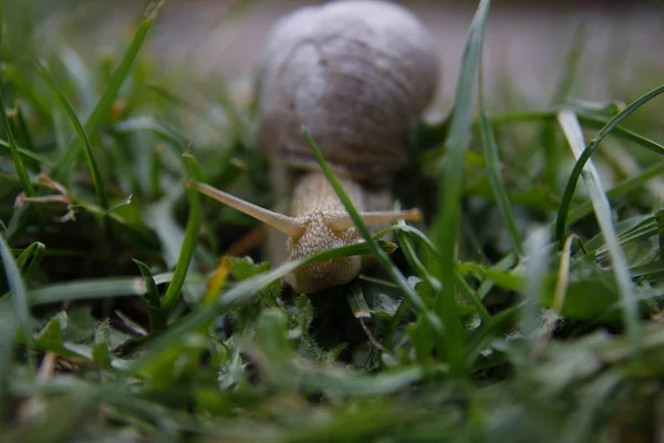 キノコや真菌植物植物 — ストック写真