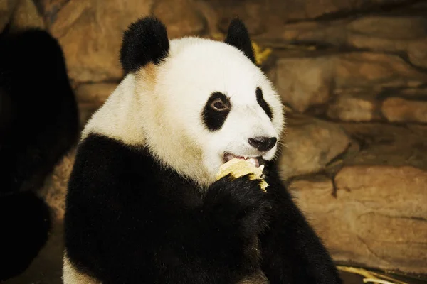 Close-up of a panda, Xiangjiang Safari Park, Guangzhou, Guangdong Province, China