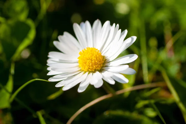 Gänseblümchen Blühen Blütenblätter Sommerflora — Stockfoto