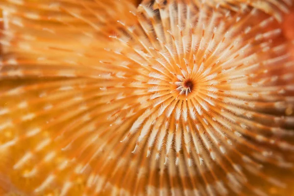 Szenischer Blick Auf Die Unterwasserwelt — Stockfoto