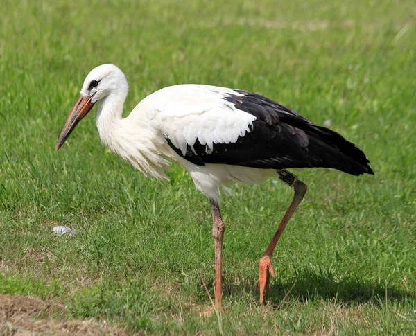 Aussichtsreiche Aussicht Auf Weißstorch Wilder Natur — Stockfoto