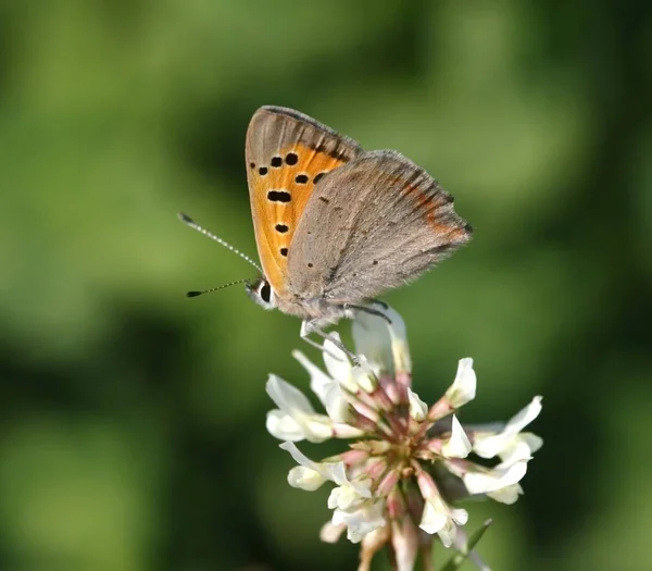 Gros Plan Bug Nature Sauvage — Photo