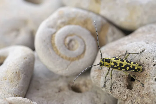 Close-up of a beetle on a stone