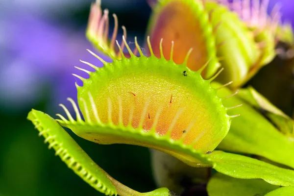 Dionaea Muscipula Venus Flytrap — Foto de Stock