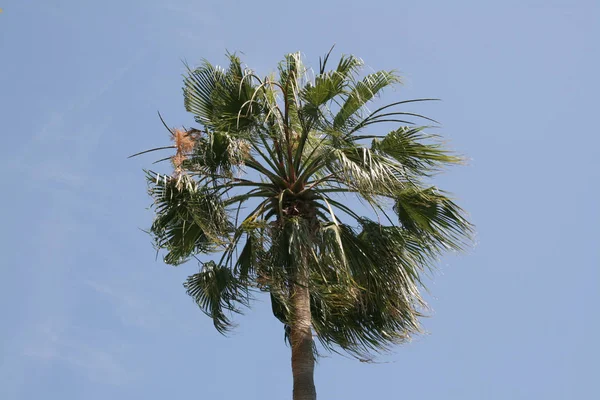 Fondo Palmera Espacio Copia — Foto de Stock