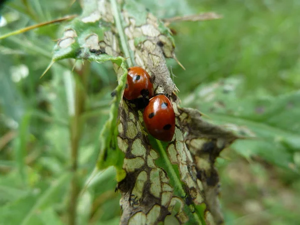 Detailní Pohled Roztomilý Beruška Hmyz — Stock fotografie