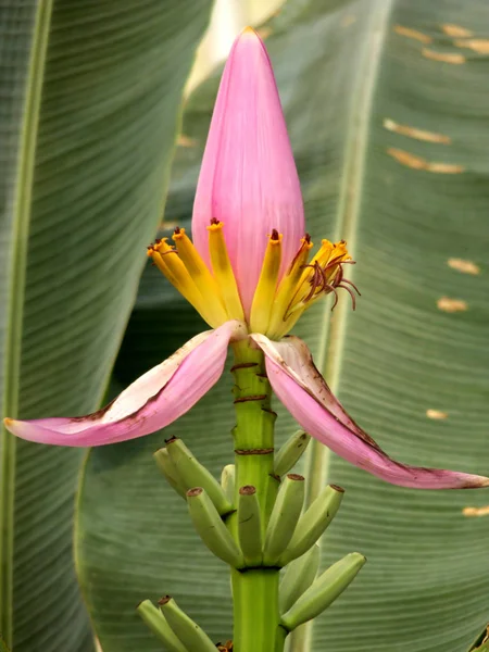 Schöne Blühende Blumen Natur Hintergrund — Stockfoto