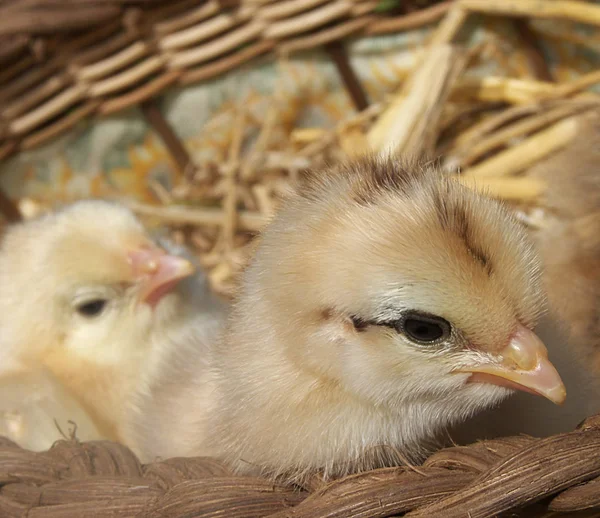 Domácí Drůbež Farmě — Stock fotografie