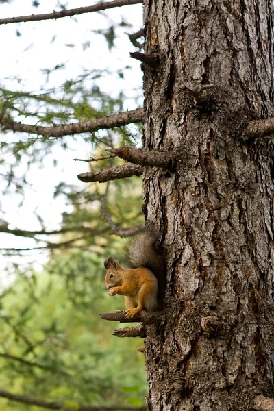 Squirrel Animal Fluffy Rodent — Stock Photo, Image