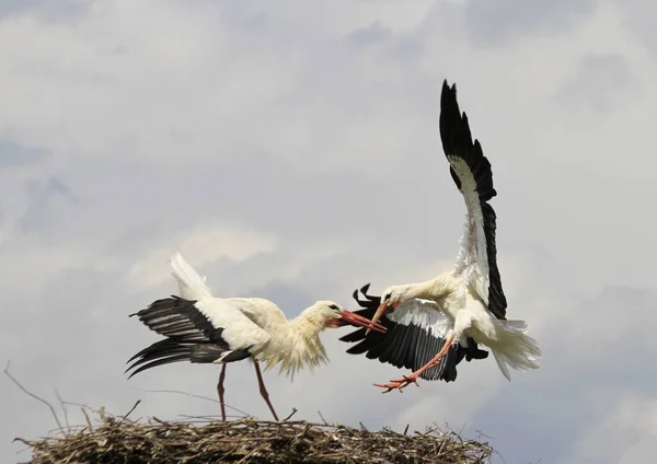 Utsiktspunkt Fra Hvit Stork Vill Natur – stockfoto