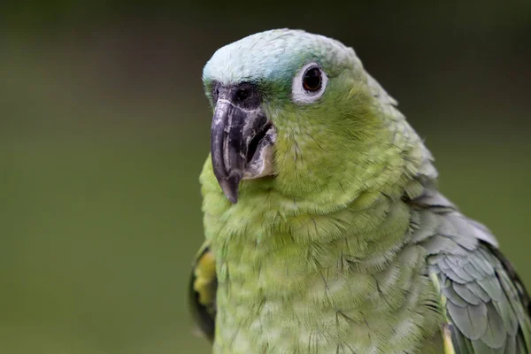 Schilderachtige Vogel Thema Schot — Stockfoto