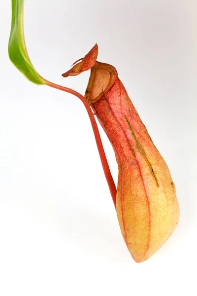 Nepenthes Alata Džbán Rostlina Maso — Stock fotografie