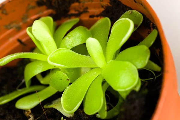 Pinguicula Seti Butterfly Meat Fry — стоковое фото