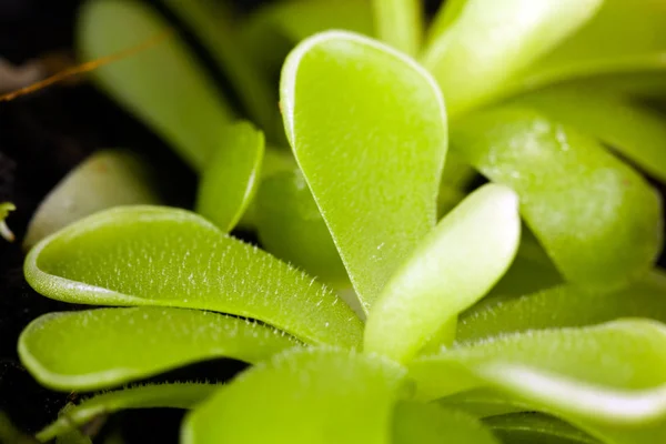 Pinguicula Seti Butterfly Meat Fry — стоковое фото