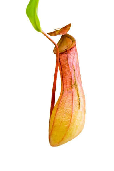 Nepenthes Alata Džbán Rostlina Maso — Stock fotografie