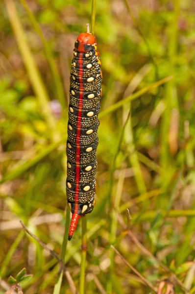 Caterpillar Insect Small Worm — Stock Photo, Image