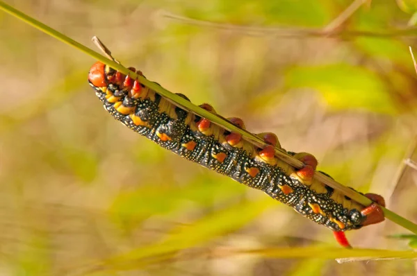 毛虫昆虫 小蠕虫 — 图库照片