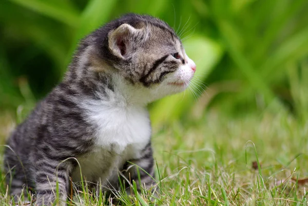 Portrait Cute Cat — Stock Photo, Image