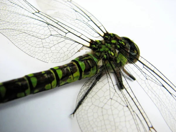 Close Macro View Van Libelle Insect — Stockfoto