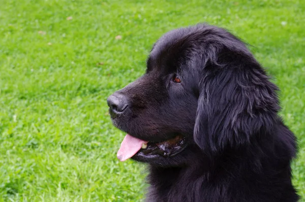 Güzel Köpek Yavrusu Manzarası — Stok fotoğraf