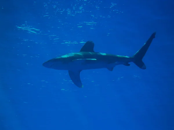 Longimanus Requin Eau Profonde Pointe Blanche Dans Mer Rouge — Photo