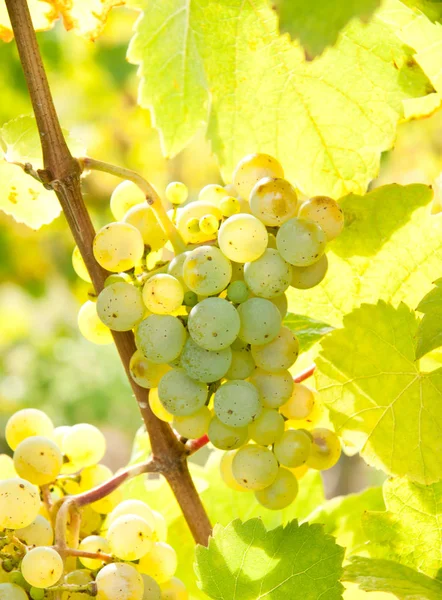 Trauben Wachsen Auf Dem Weinberg — Stockfoto