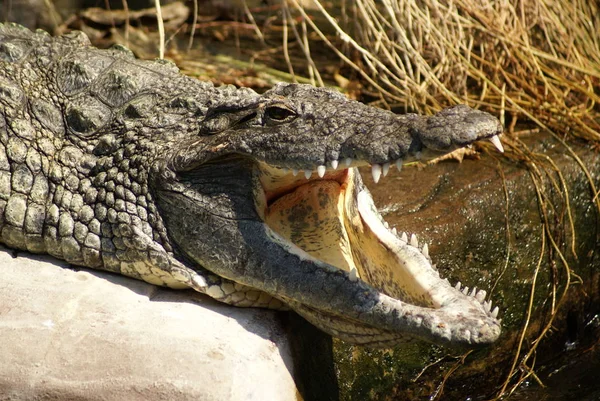 Alligator Krokodiler Vilda Djur Farliga Reptil Rovdjur — Stockfoto