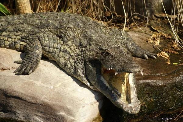 Crocodilo Jacaré Carnívoro Animal — Fotografia de Stock