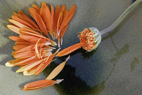 Close-up of the scattered petals of a flower