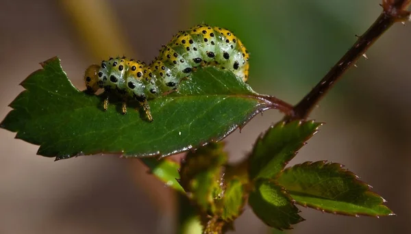 Gusano Oruga Insecto Naturaleza —  Fotos de Stock