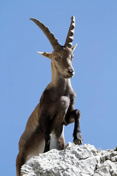 Capricorn Wild Animal Goat Horns — Stock Photo, Image