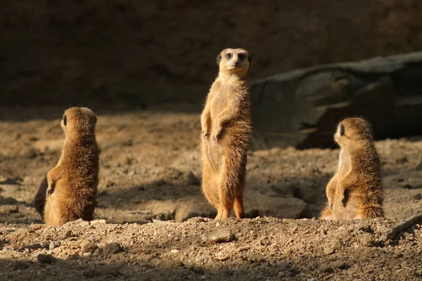 Animais Meerkat Vida Selvagem Suricata Suricatta — Fotografia de Stock