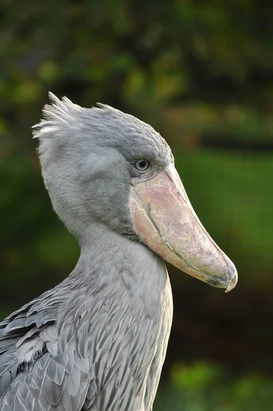 Picturesque Bird Theme Shot — Stock Photo, Image