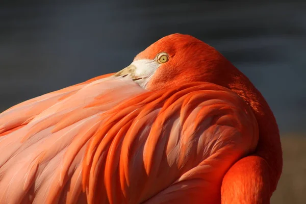 Живописный Вид Красивого Попугая Природе — стоковое фото