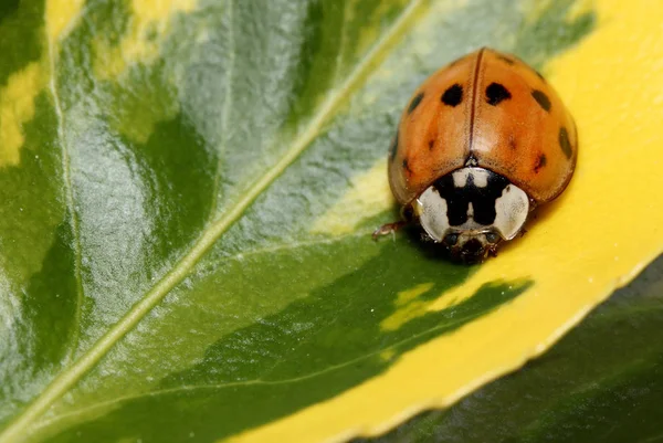 Closeup View Little Ladybird Insect — Stock Photo, Image