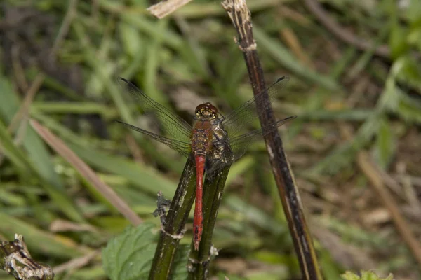 Closeup Macro View Dragonfly Insect — Stock Photo, Image