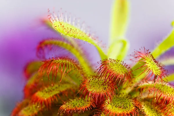 Drosera Aliciae Sundew Carnívoros — Fotografia de Stock