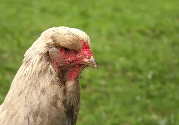 Kilátás Gyönyörű Madár Természetben — Stock Fotó