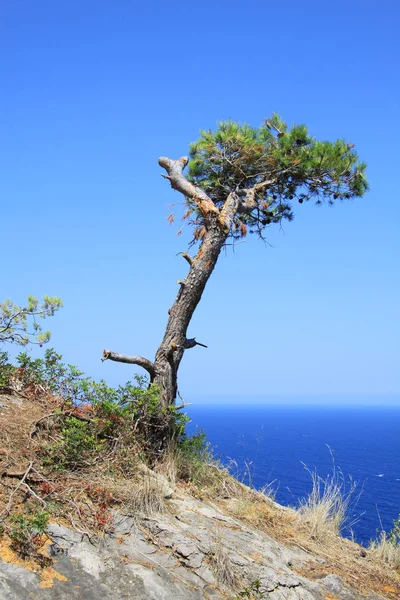 Одинокое Дерево Пляже Горах — стоковое фото