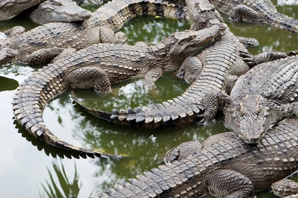 Krokodil Amphibienräuber — Stockfoto