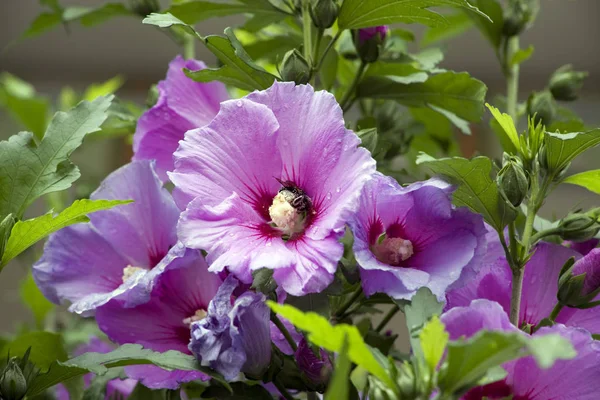 Cênica Bela Flor Hibisco Colorido — Fotografia de Stock