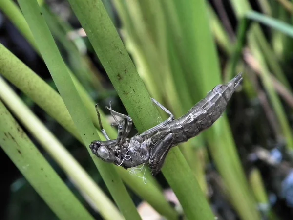 Natuurinsect Met Vleugels Natuurinsect — Stockfoto