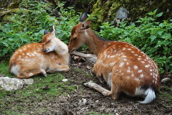 Jonge Dieren Selectieve Focus — Stockfoto