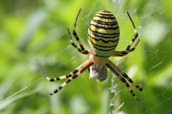 Wespenspinne Argiope Bruennichi Spider — Foto de Stock
